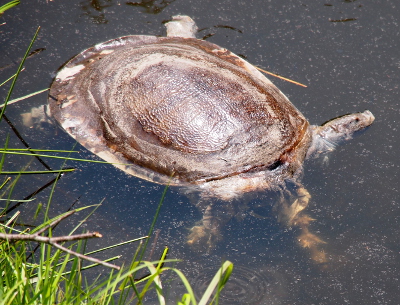 [The shell floats above the water while the remains of the feet and head are below the water. The feet are still recognizable as feet, but much of the head and neck are missing.]